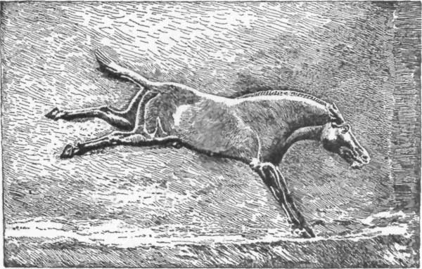 WILD ASS. BAS-RELIEF, BRITISH MUSEUM